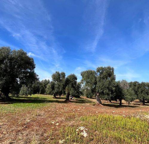 terreno agricolo in vendita a Carovigno