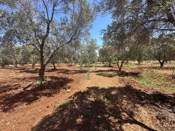 terreno agricolo in vendita a Carovigno