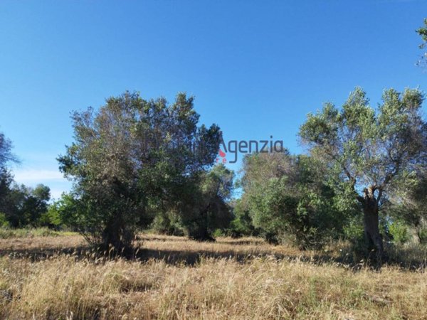 terreno agricolo in vendita a Carovigno