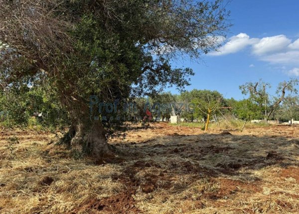 casa indipendente in vendita a Carovigno in zona Serranova