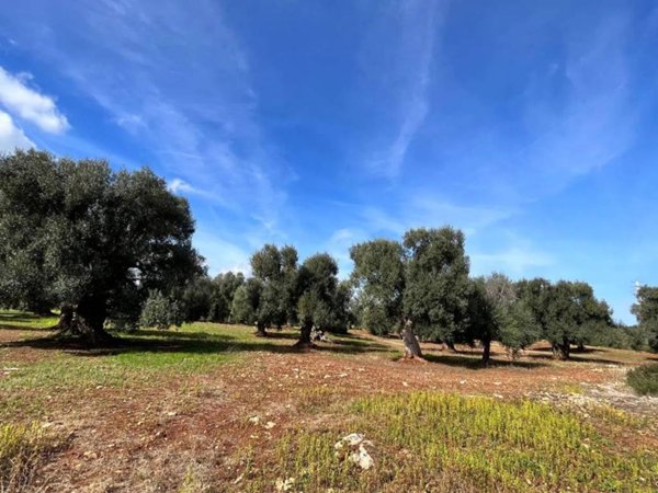terreno agricolo in vendita a Carovigno