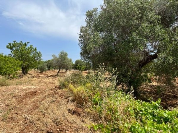 appartamento in vendita a Carovigno