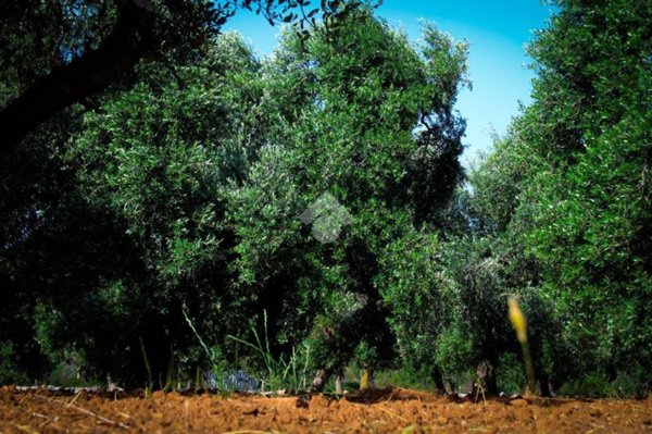 terreno agricolo in vendita a Carovigno in zona Serranova