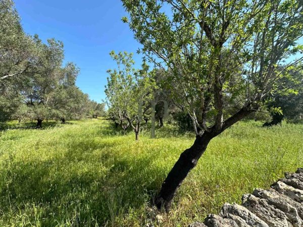terreno agricolo in vendita a Carovigno
