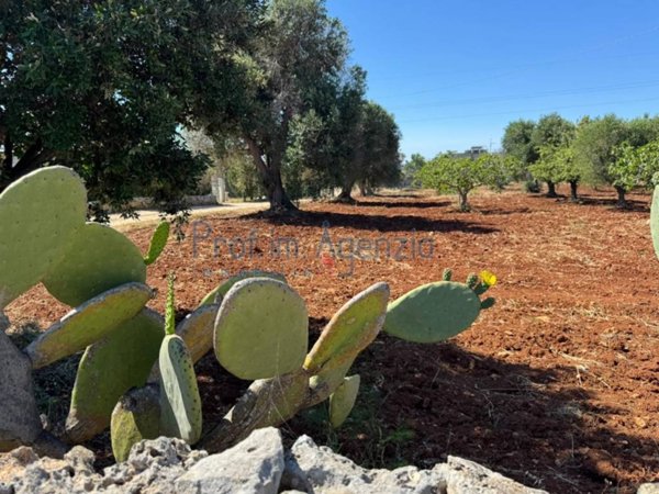terreno agricolo in vendita a Carovigno