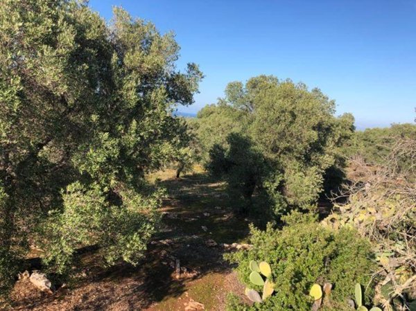 terreno agricolo in vendita a Carovigno
