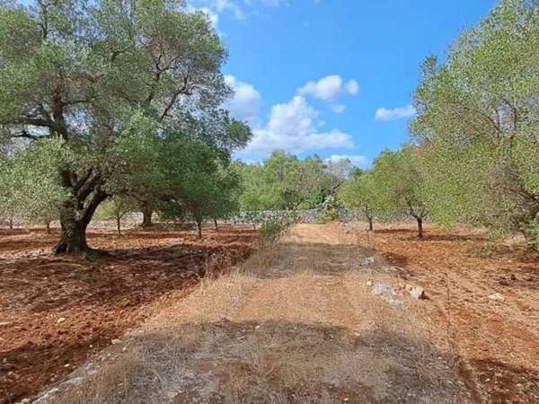 terreno agricolo in vendita a Carovigno