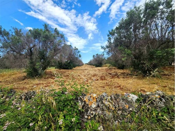 terreno agricolo in vendita a Carovigno
