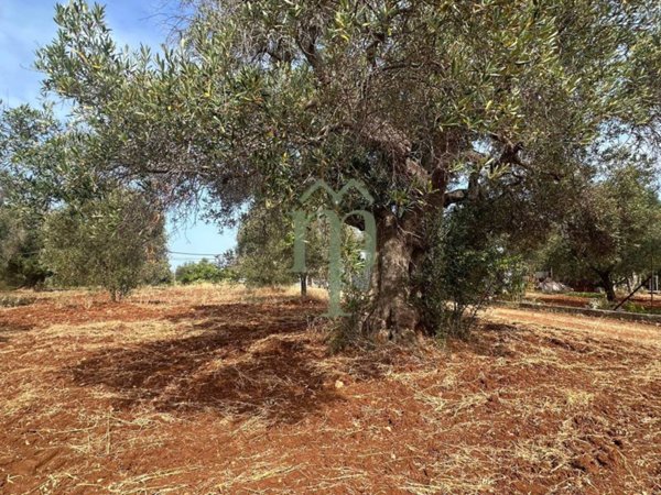 terreno agricolo in vendita a Carovigno