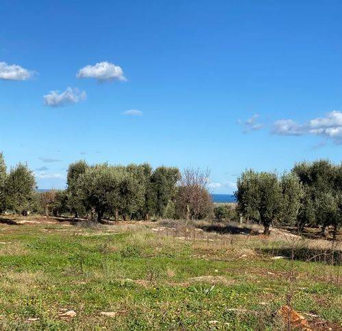 terreno agricolo in vendita a Carovigno