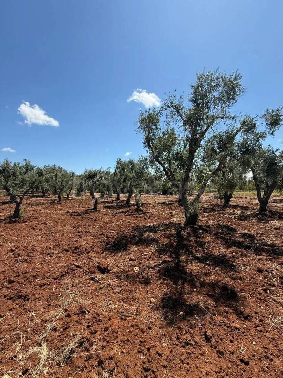 casa indipendente in vendita a Carovigno