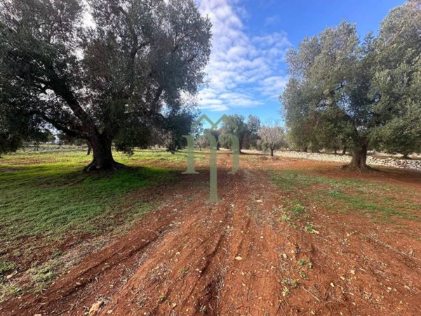 terreno agricolo in vendita a Carovigno