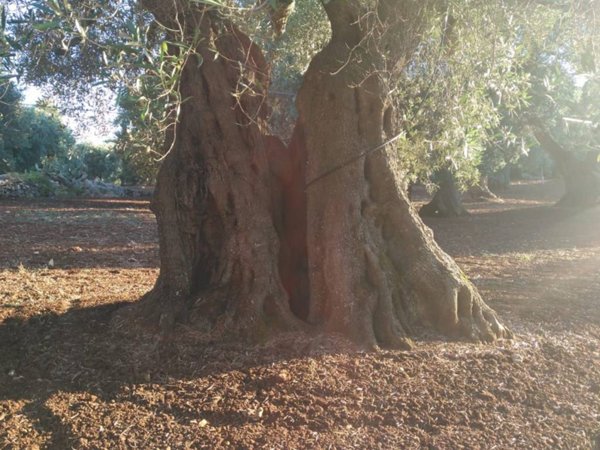 terreno agricolo in vendita a Carovigno