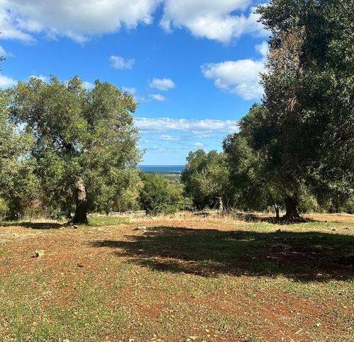 terreno agricolo in vendita a Carovigno