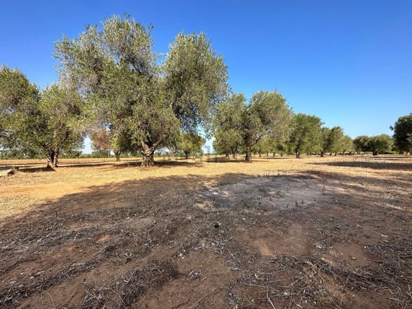 appartamento in vendita a Carovigno