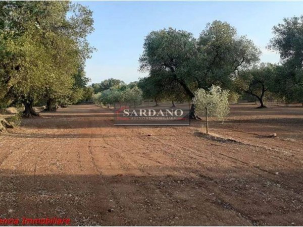 terreno agricolo in vendita a Carovigno