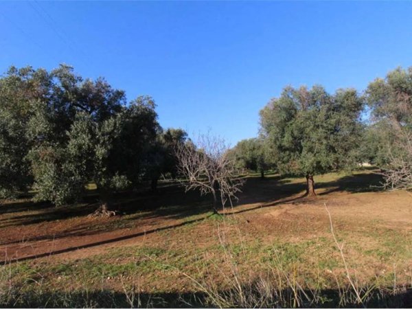 terreno agricolo in vendita a Carovigno in zona Serranova