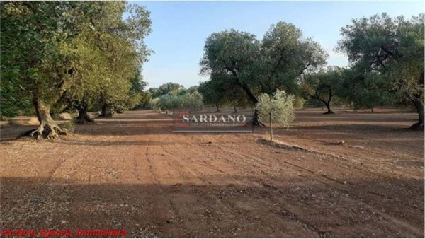 terreno agricolo in vendita a Carovigno