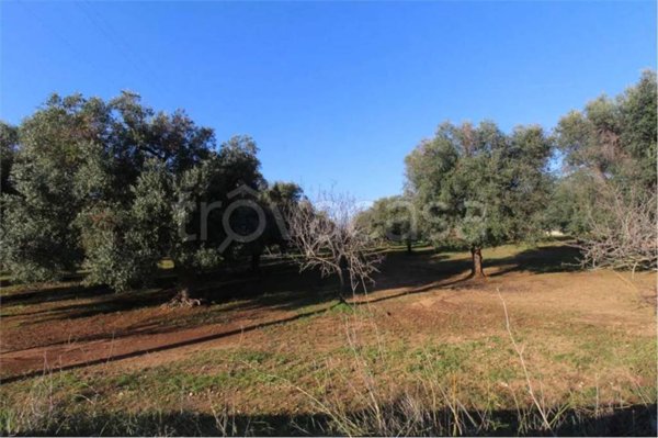 terreno agricolo in vendita a Carovigno in zona Serranova