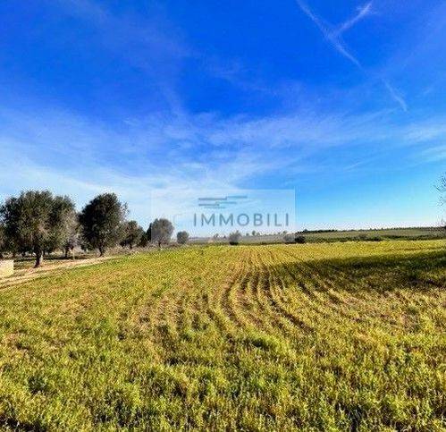 casa indipendente in vendita a Carovigno