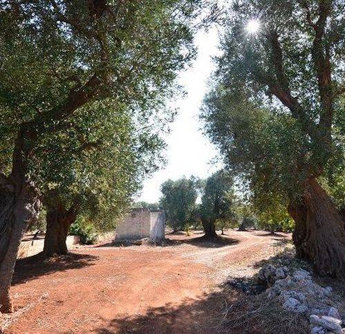 casa indipendente in vendita a Carovigno