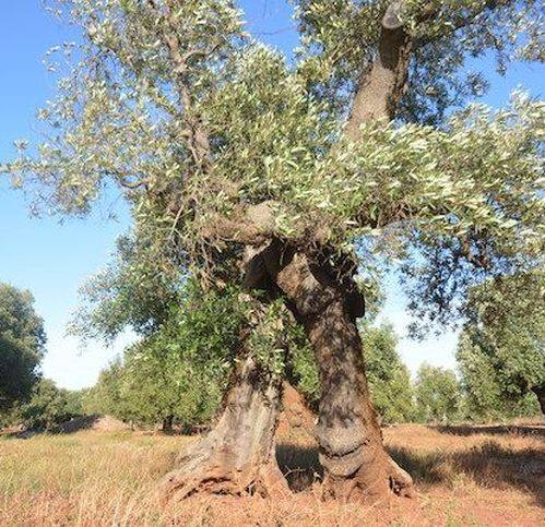 terreno agricolo in vendita a Carovigno