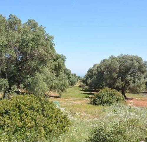 terreno agricolo in vendita a Carovigno