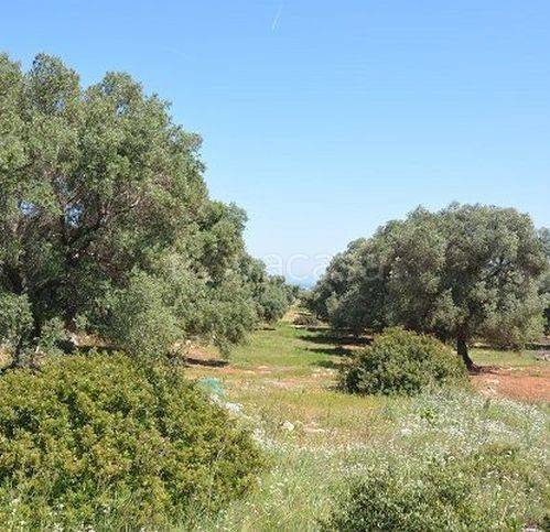 terreno agricolo in vendita a Carovigno in zona Serranova