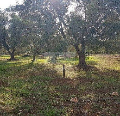 terreno agricolo in vendita a Carovigno