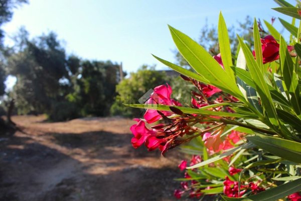 appartamento in vendita a Carovigno