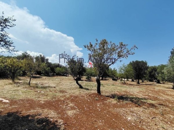 terreno agricolo in vendita a Carovigno