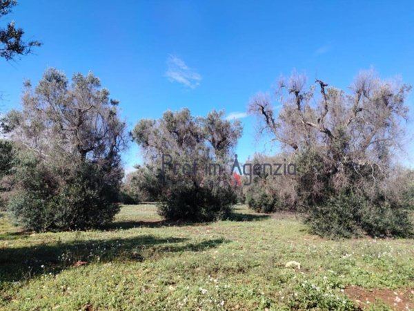 terreno agricolo in vendita a Carovigno