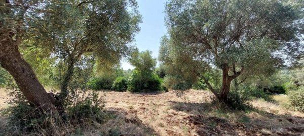 terreno agricolo in vendita a Carovigno