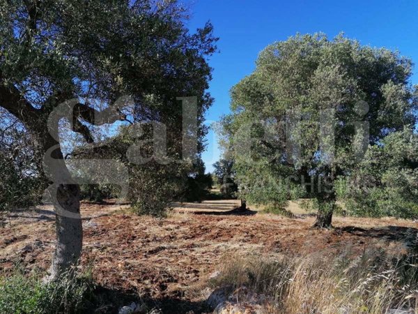 terreno agricolo in vendita a Carovigno