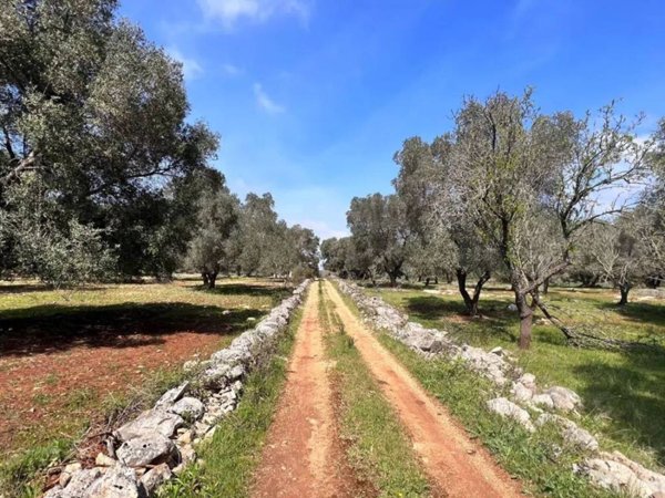 terreno agricolo in vendita a Carovigno
