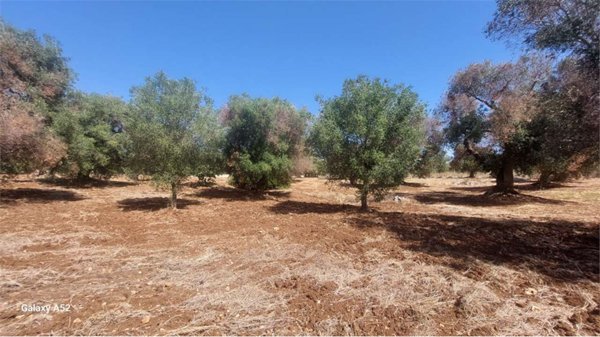 casa indipendente in vendita a Carovigno