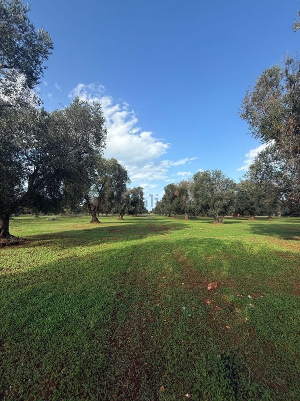 terreno agricolo in vendita a Carovigno