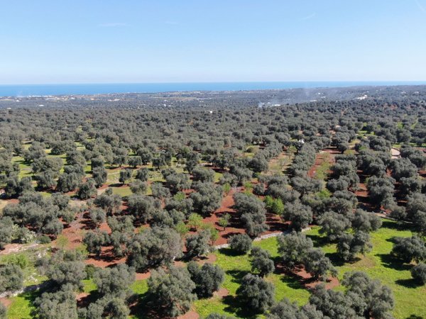 casa indipendente in vendita a Carovigno