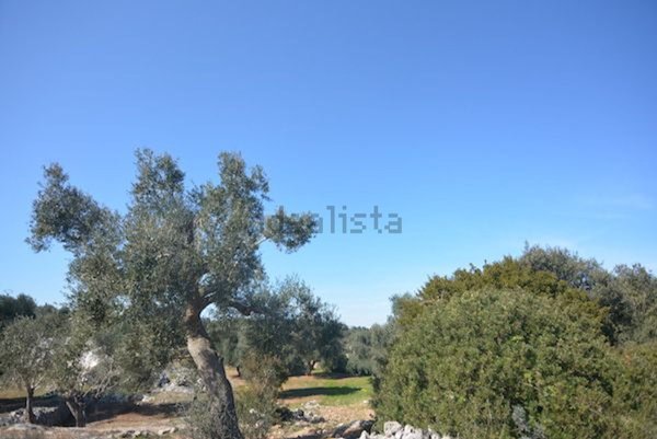 casa indipendente in vendita a Carovigno