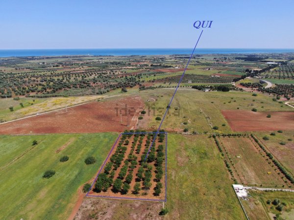 casa indipendente in vendita a Carovigno in zona Serranova