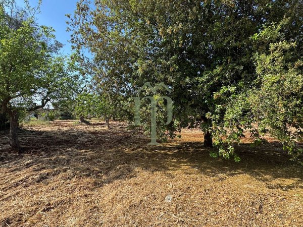 terreno edificabile in vendita a Carovigno