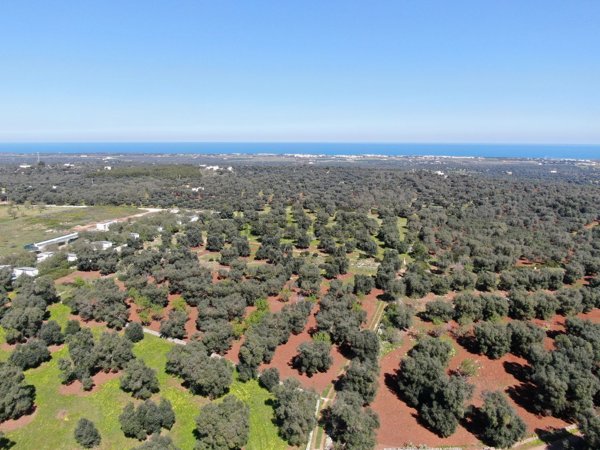 casa indipendente in vendita a Carovigno