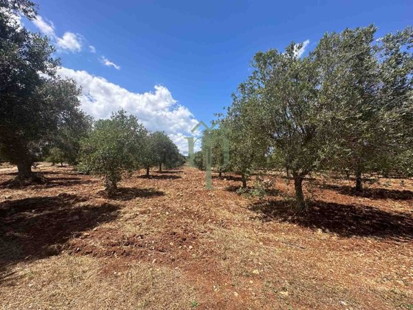 terreno edificabile in vendita a Carovigno