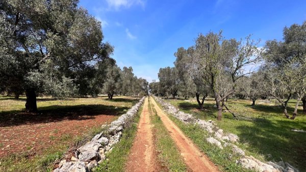 casa indipendente in vendita a Carovigno