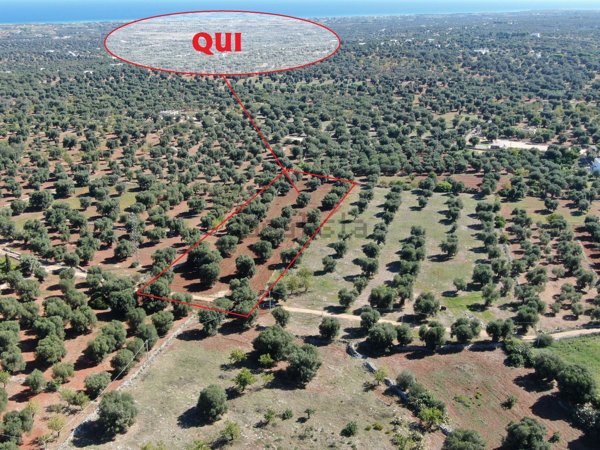 terreno agricolo in vendita a Carovigno