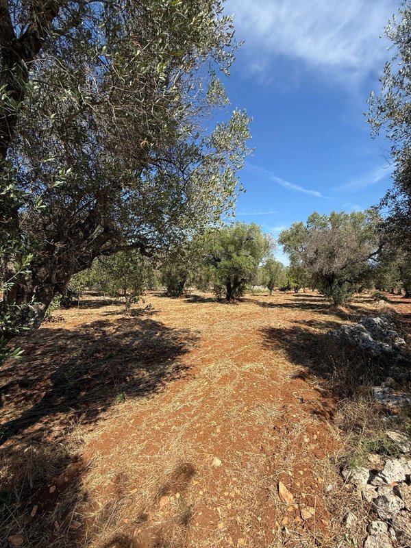 terreno edificabile in vendita a Carovigno