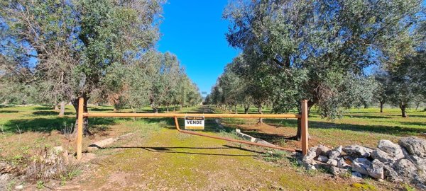appartamento in vendita a Carovigno