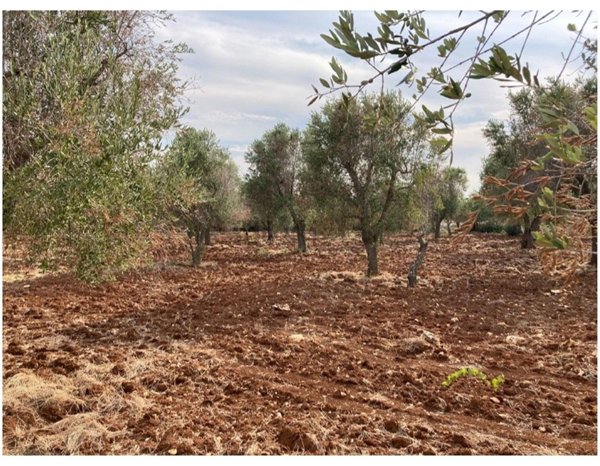 casa indipendente in vendita a Carovigno