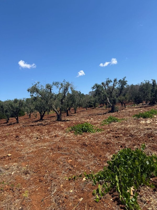 casa indipendente in vendita a Carovigno