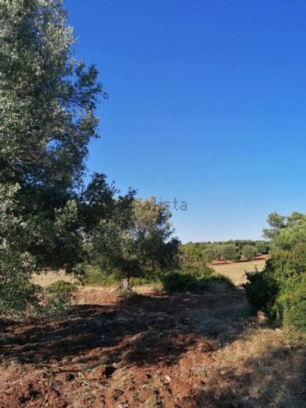 terreno agricolo in vendita a Carovigno